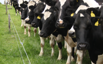 The Green Acre Budget 2024 Special Pod