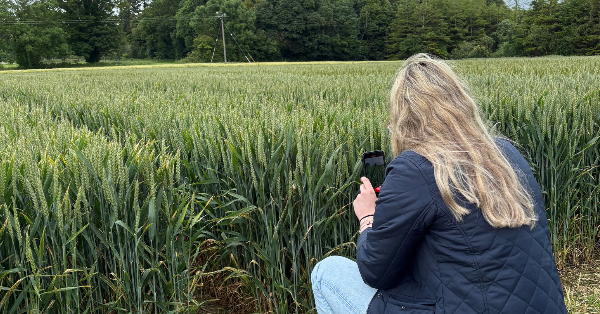 blonde girl capturing social media content on a mobile phone of a barley field